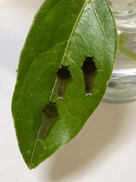 アオスジアゲハ若齢幼虫3匹