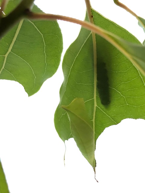 アオスジアゲハ幼虫と蛹がいるクスノキの葉