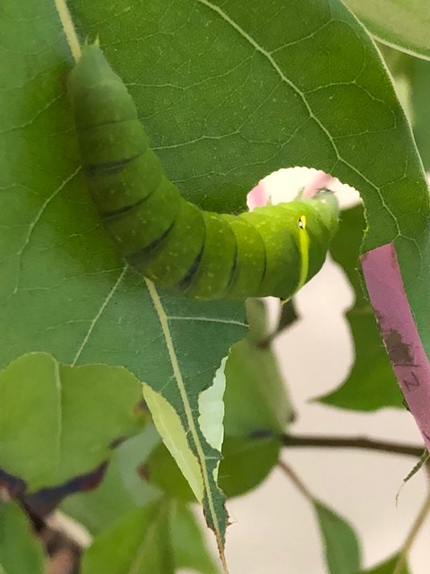 葉っぱを食べるアオスジアゲハ幼虫