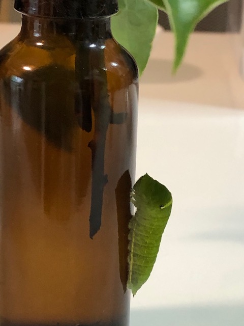ビンに張り付いたアオスジアゲハ幼虫