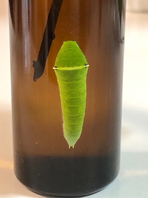 ビンに張り付いたアオスジアゲハ幼虫