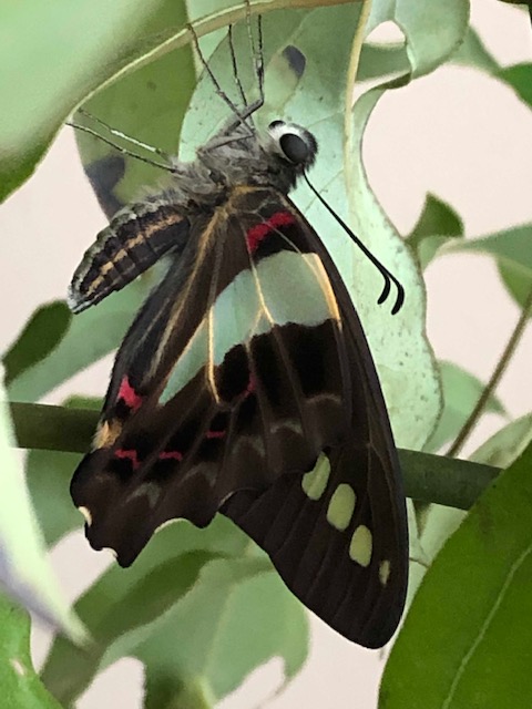 アオスジアゲハ蝶