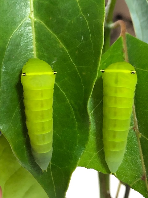 アゲハ蝶の幼虫の餌・ ゆずの葉