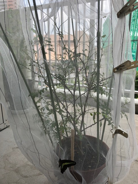 鉢植えのネットにとまるアオスジアゲハ