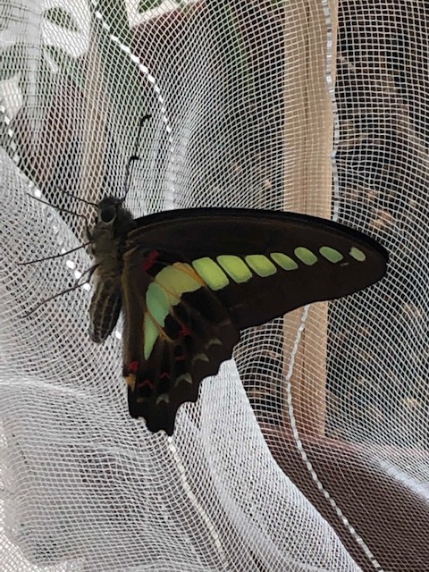 アオスジアゲハ蝶