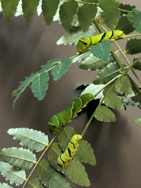 山椒の葉っぱを几帳面に食べるナミアゲハ幼虫
