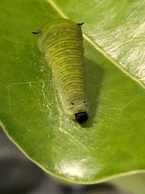 糞をするアオスジアゲハ幼虫