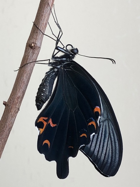 クロアゲハ蝶