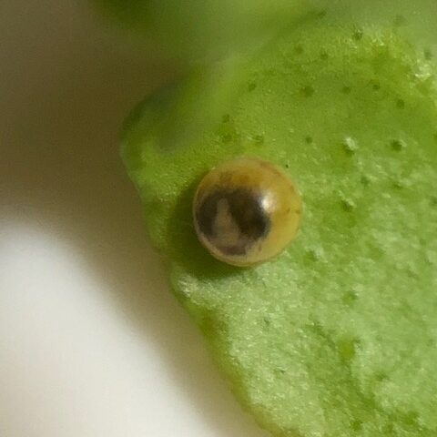 アゲハチョウの卵