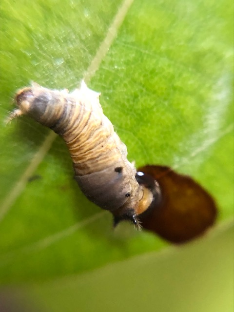 死んだアオスジアゲハ幼虫