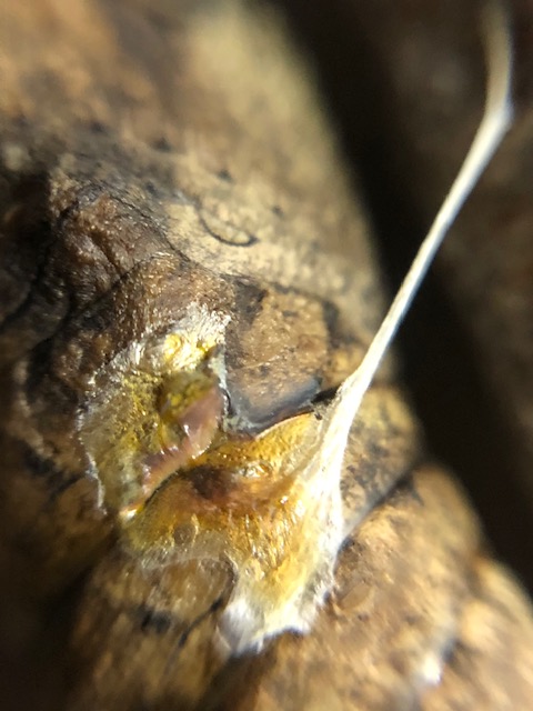 寄生されたアゲハチョウ蛹拡大図