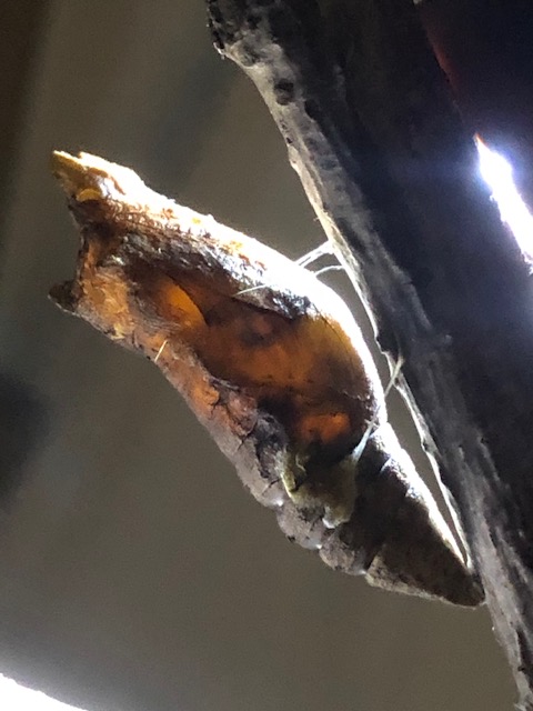 寄生されたアゲハチョウ蛹