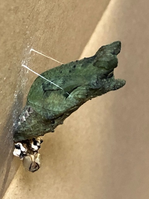 アゲハチョウ蛹
