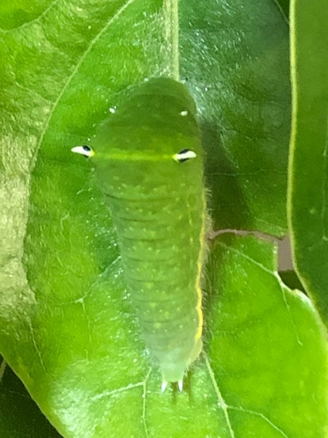アオスジアゲハ幼虫