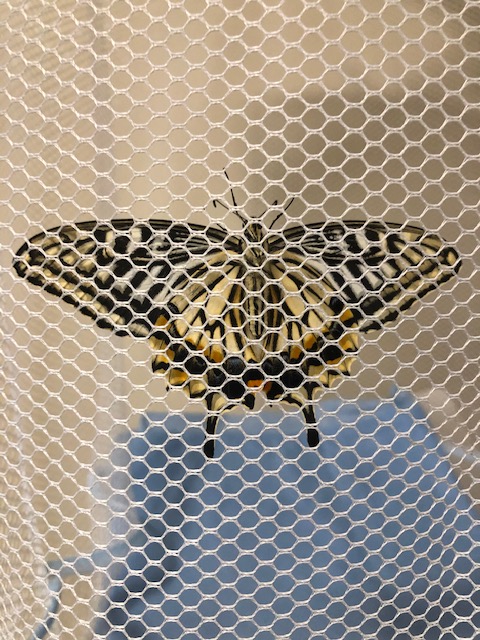 ナミアゲハ蝶
