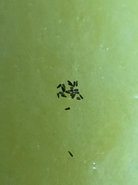 アオスジアゲハの鱗粉