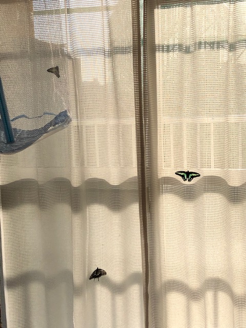 窓辺のアゲハチョウ