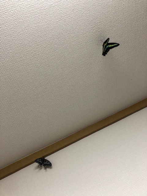 天井にとまるアゲハチョウ
