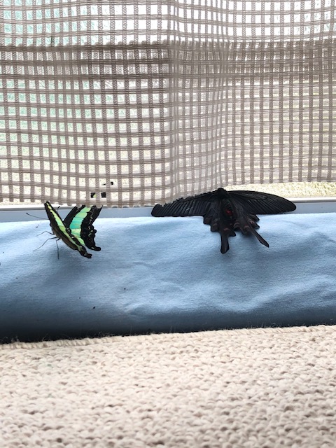 アオスジアゲハ蝶とジャコウアゲハ蝶