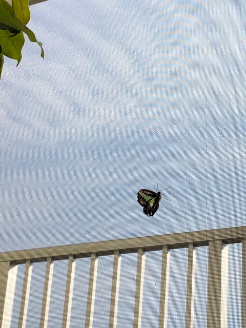 網戸にとまるアオスジアゲハ蝶