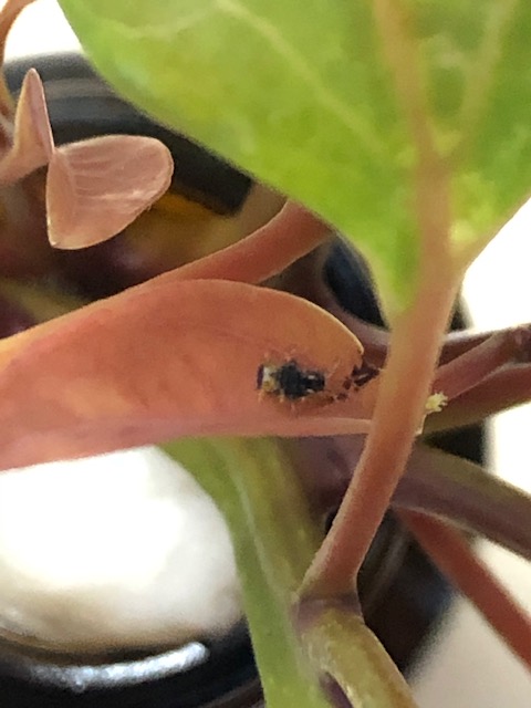 孵化したアオスジアゲハ幼虫