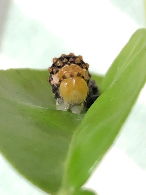 ナミアゲハ3齢幼虫の顔