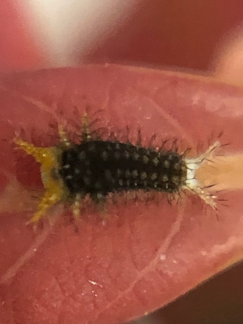 アオスジアゲハ1齢幼虫