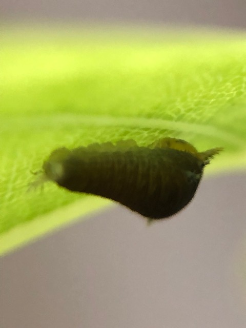 アオスジアゲハ2齢幼虫