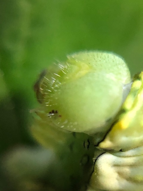 ナミアゲハ終齢幼虫頭部拡大写真