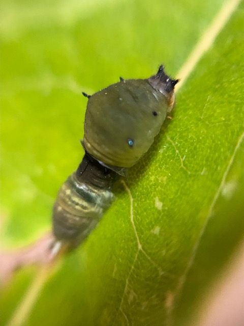 脱皮の皮が残っているアオスジアゲハ幼虫