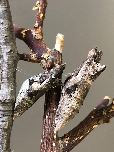擬態するナミアゲハ蛹
