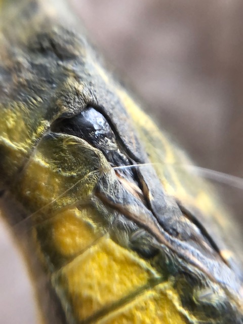 アゲハチョウ蛹の傷