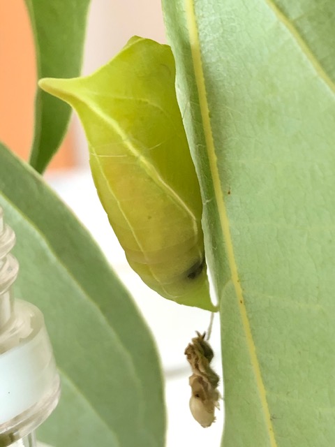 寄生されたアオスジアゲハ蛹