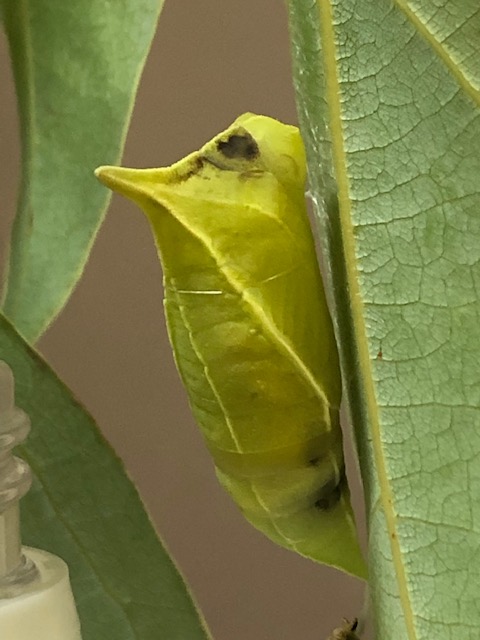 寄生されたアオスジアゲハ蛹