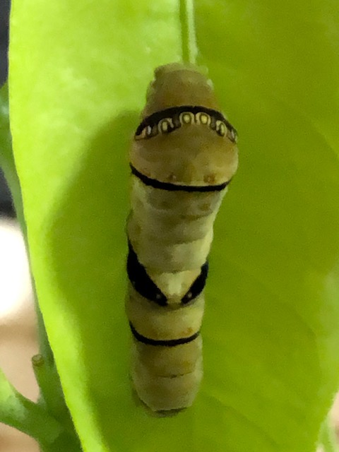ナミアゲハ終齢幼虫の背中
