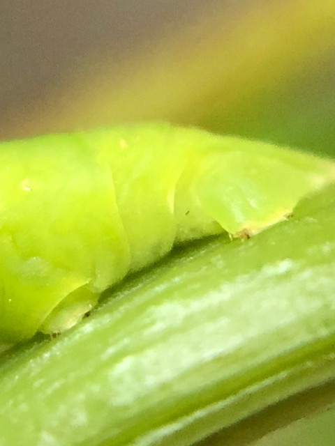 クスアオシャク幼虫尾部の拡大写真