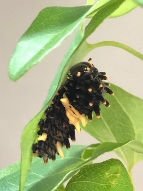 ジャコウアゲハ終齢幼虫