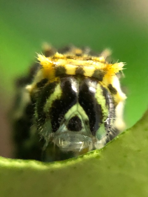 ナミアゲハ4齢幼虫の顔