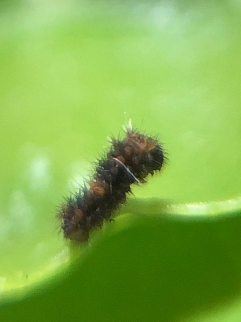ナミアゲハ1齢幼虫