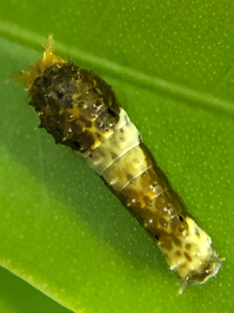 クロアゲハ若齢幼虫