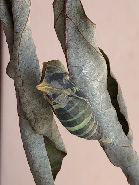 羽化目前のアオスジアゲハ蛹