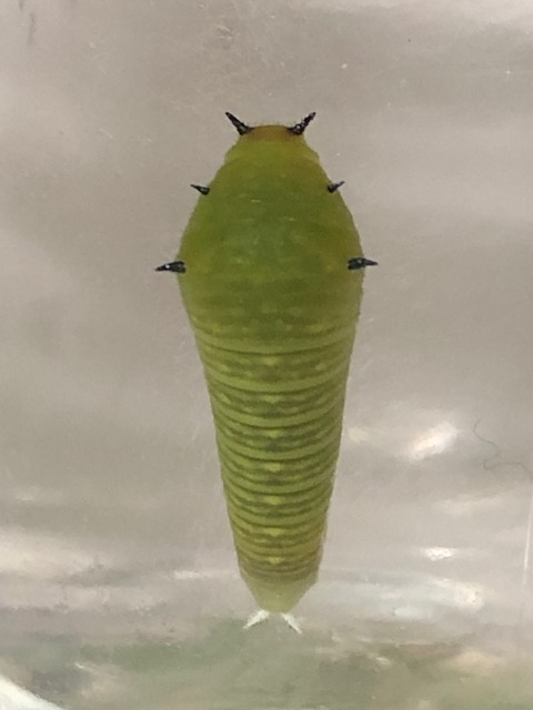アオスジアゲハ幼虫