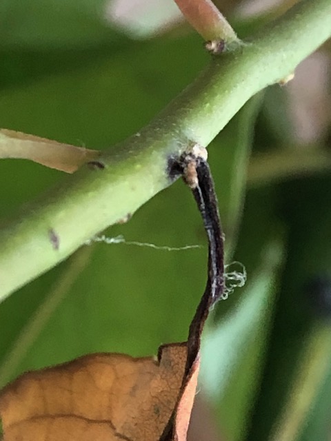 アオスジアゲハ幼虫が補強した葉っぱ接合部