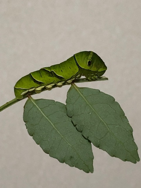 アゲハチョウ幼虫 芸術的に残った山椒の葉っぱ