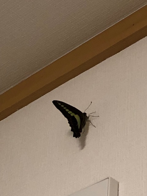 壁にとまったアオスジアゲハ蝶