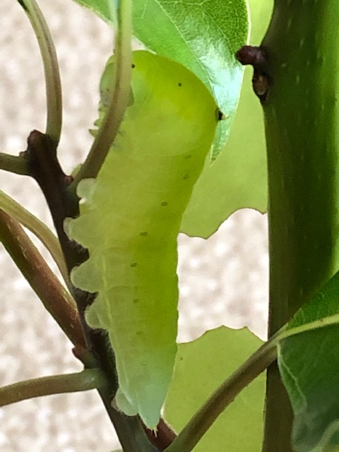 アオスジアゲハ終齢幼虫