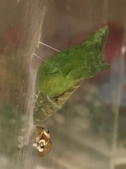 ナミアゲハ蛹