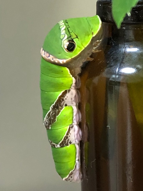 ビンに張り付いたクロアゲハ終齢幼虫