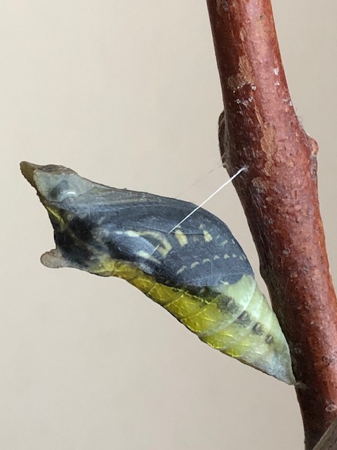 羽化目前のアゲハチョウ蛹