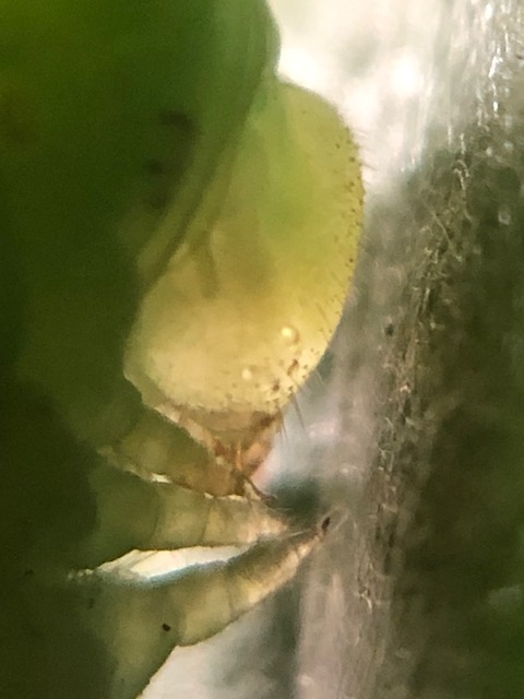 アオスジアゲハ幼虫の頭部拡大写真